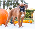 Small Photo #63 Boxer Puppy For Sale in WAKARUSA, IN, USA