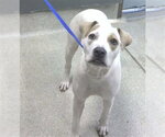 Small American Pit Bull Terrier