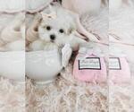 Small #1 Maltese