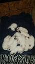 Puppy 9 Great Pyrenees
