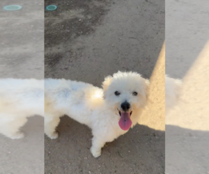 Poochon Dogs for adoption in garner, NC, USA