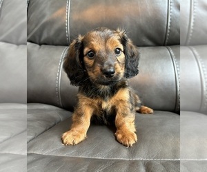 Dachshund Puppy for sale in FRANKLIN, IN, USA