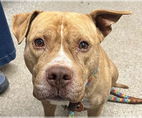 Medium Photo #3 Mutt Puppy For Sale in Tarboro, NC, USA