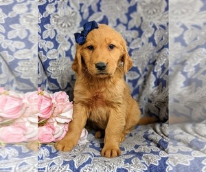 Golden Retriever Puppy for sale in OXFORD, PA, USA
