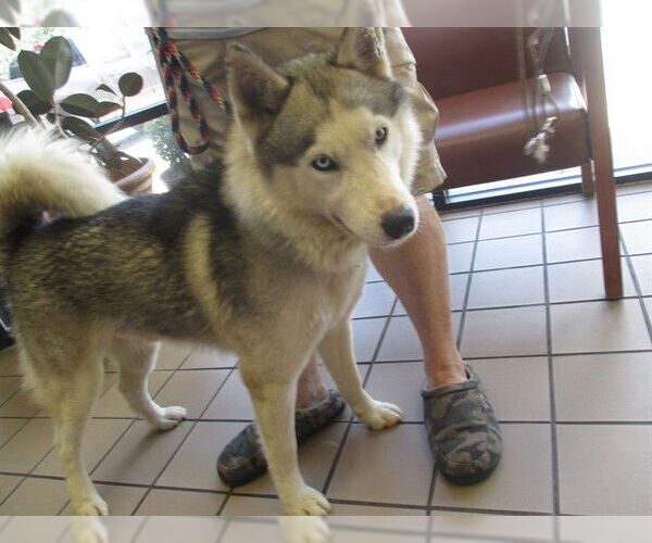 Medium Photo #1 Siberian Husky Puppy For Sale in Ocala, FL, USA