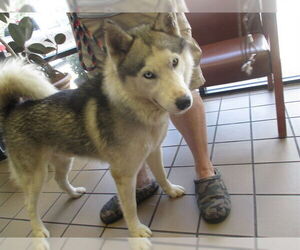 Siberian Husky Dogs for adoption in Ocala, FL, USA