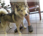 Small Siberian Husky