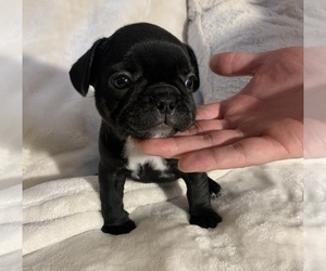 French Bulldog Puppy for sale in JOHNS ISLAND, SC, USA