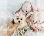 Small #10 Morkie