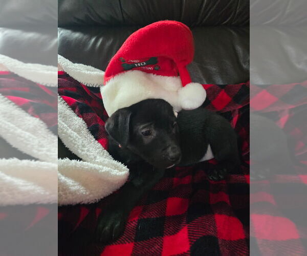 Medium Photo #3 Shepradors Puppy For Sale in Minneapolis, MN, USA