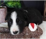 Small Photo #3 Border Collie Puppy For Sale in CARLISLE, KY, USA