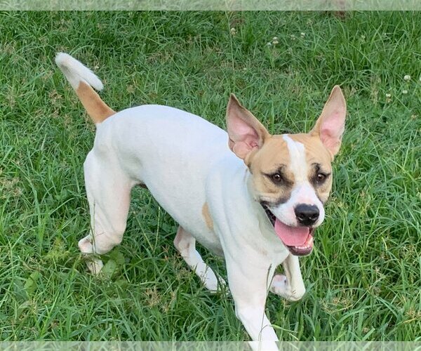 Medium Photo #36 Mutt Puppy For Sale in Spring, TX, USA