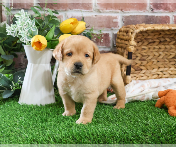 Medium Photo #6 Labrador Retriever Puppy For Sale in SYRACUSE, IN, USA