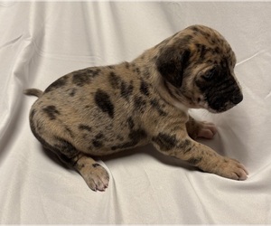 Catahoula Leopard Dog Puppy for sale in BOWLING GREEN, MO, USA