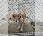 Small American Pit Bull Terrier