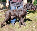 Small Photo #1 American Bulldog-Cane Corso Mix Puppy For Sale in DES MOINES, IA, USA