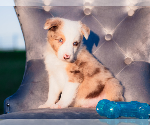 Medium Photo #19 Border Collie Puppy For Sale in STRAFFORD, MO, USA