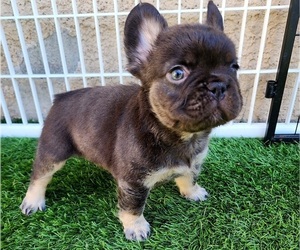 French Bulldog Puppy for sale in LAS VEGAS, NV, USA