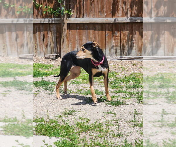 Medium Photo #4 German Shepherd Dog-Plott Hound Mix Puppy For Sale in Evansville, IN, USA