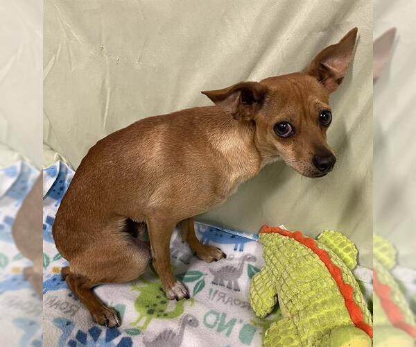 Medium Photo #1 Chihuahua-Unknown Mix Puppy For Sale in Modesto, CA, USA