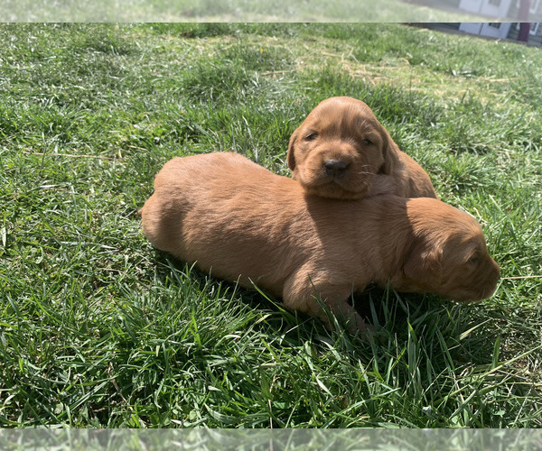 Medium Photo #17 Golden Retriever Puppy For Sale in CLEVER, MO, USA