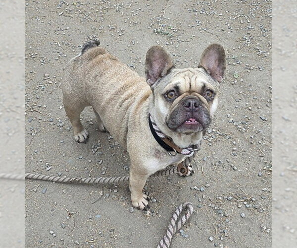 Medium Photo #1 French Bulldog Puppy For Sale in Long Beach, CA, USA
