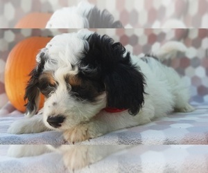 Bernedoodle Puppy for sale in LANCASTER, PA, USA