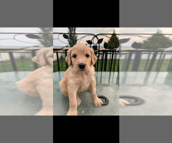 Medium Photo #60 Goldendoodle Puppy For Sale in RATHDRUM, ID, USA