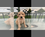 Small Photo #60 Goldendoodle Puppy For Sale in RATHDRUM, ID, USA
