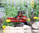 Small #2 Yorkshire Terrier