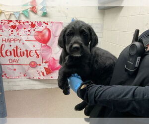 Mutt Dogs for adoption in San Bernardino, CA, USA