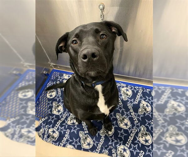 Medium Photo #2 Labrador Retriever-Unknown Mix Puppy For Sale in Fairbanks, AK, USA