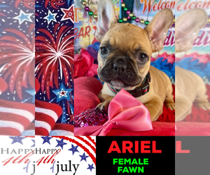French Bulldog Puppy for sale in HEATHROW, FL, USA