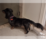 Small #5 Dachshund