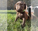 Image preview for Ad Listing. Nickname: AKC Labs