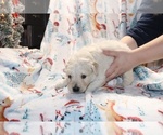Small Photo #28 Goldendoodle Puppy For Sale in UNION CITY, TN, USA