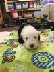Small Photo #9 Old English Sheepdog Puppy For Sale in MESICK, MI, USA