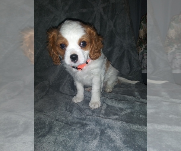 Medium Photo #1 Cavalier King Charles Spaniel Puppy For Sale in HOWLAND, OH, USA