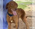 Small #1 Retriever  Mix