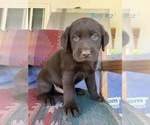 Small Photo #7 Labrador Retriever Puppy For Sale in ESCONDIDO, CA, USA