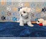 Small #5 Maltese