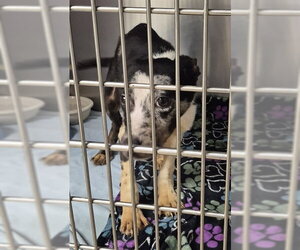 Mutt Dogs for adoption in Decatur, IL, USA