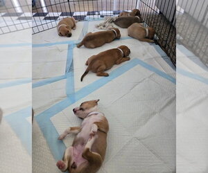 Penelope - Female Chihuahua-Unknown Mix Dog for Adoption - Photo #2