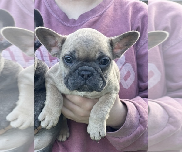 Medium Photo #7 French Bulldog Puppy For Sale in NASHVILLE, TN, USA