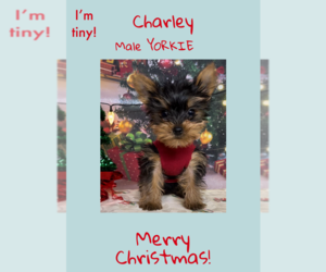 Yorkshire Terrier Puppy for sale in AZLE, TX, USA