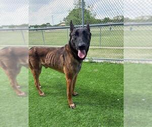 Mutt Dogs for adoption in Grand Prairie, TX, USA