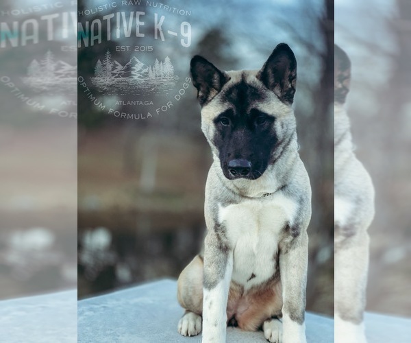 Medium Photo #5 Akita Puppy For Sale in ATLANTA, GA, USA