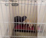 Small Photo #3 Labrador Retriever-Unknown Mix Puppy For Sale in Aurora, IN, USA