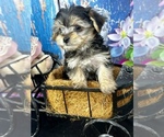 Small #2 Morkie