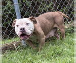 Small #1 Bulldog Mix